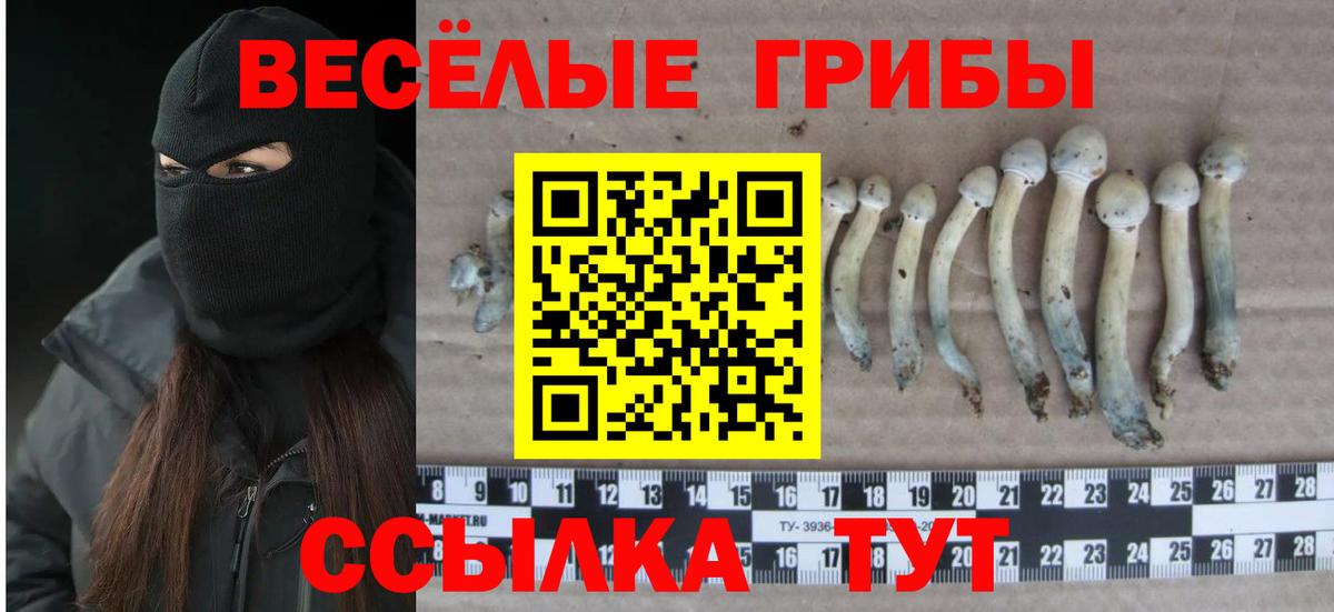 Псилоцибиновые грибы Psilocybe Жуковский