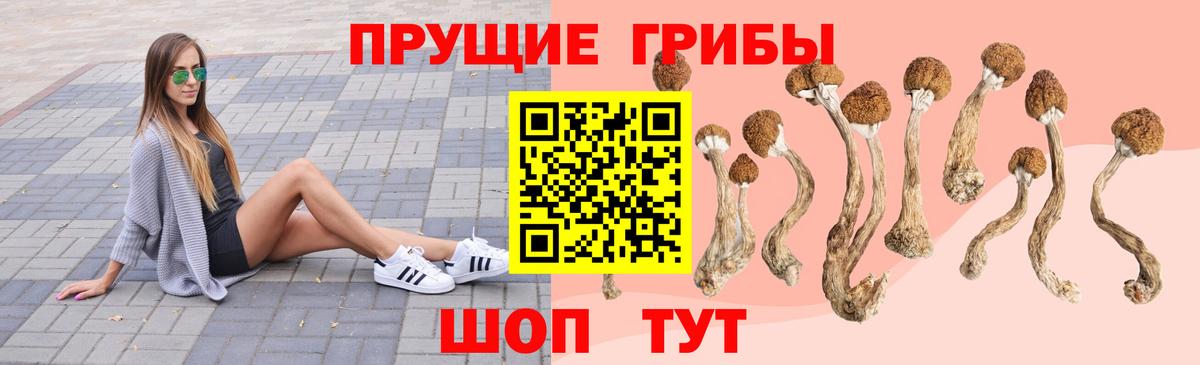 Псилоцибиновые грибы GOLDEN TEACHER  продажа наркотиков  Жуковский  Вход с VPN  Псилоцибиновые грибы GOLDEN TEACHER 